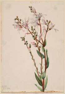 Tarflower (Befaria racemosa) von Mary Vaux Walcott