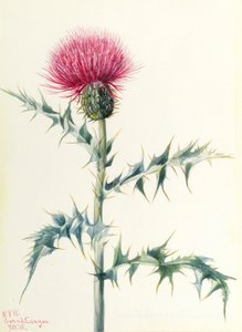 Distel (Cirsium arizonica) von Mary Vaux Walcott