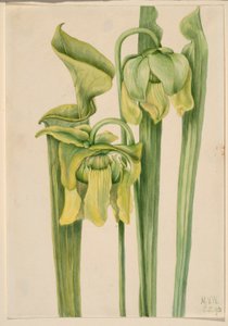Trompetenblatt (Sarracenia flava)
