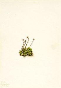 Polster-Steinbrech Saxifraga caespitosa, 1921