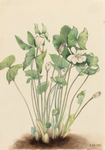 Zwillingsblatt (Jeffersonia diphylla) von Mary Vaux Walcott