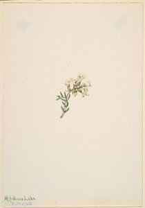 Ohne Titel - Blumenstudie