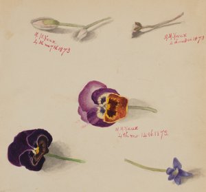 Ohne Titel - Blumenstudie, 1873 von Mary Vaux Walcott