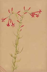 Unbetitelt - Blumenstudie, 1883 von Mary Vaux Walcott