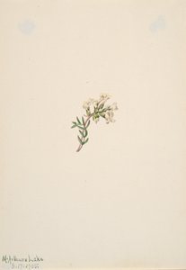 Ohne Titel - Blumenstudie, 1905