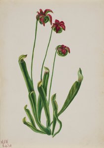 Ohne Titel - Blumenstudie