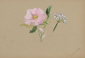 Ohne Titel--Blumenstudie, ca. 1876-1878 von Mary Vaux Walcott