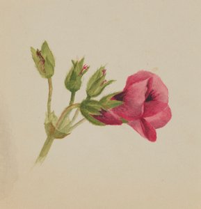 Ohne Titel - Blumenstudie, ca. 1876