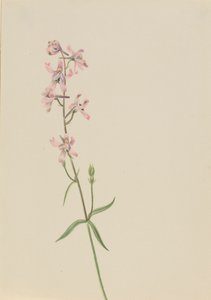 Ohne Titel--Blumenstudie, ca. 1900-1930