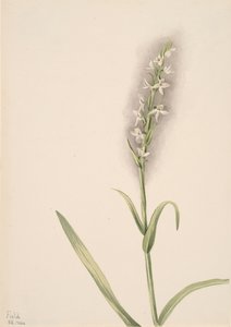 Ohne Titel - Pflanzenstudie, 1904 von Mary Vaux Walcott