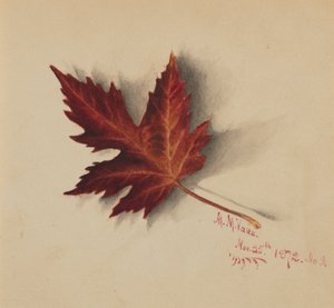 Ohne Titel (Herbstblatt)