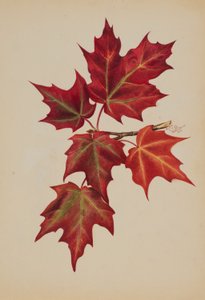 Ohne Titel (Herbstblätter)