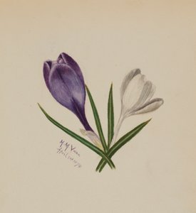 Ohne Titel (Krokusse) von Mary Vaux Walcott