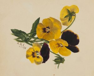 Ohne Titel (Stiefmütterchen)