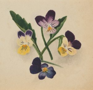 Ohne Titel (Stiefmütterchen) von Mary Vaux Walcott