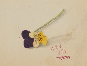 Ohne Titel (Stiefmütterchen) von Mary Vaux Walcott