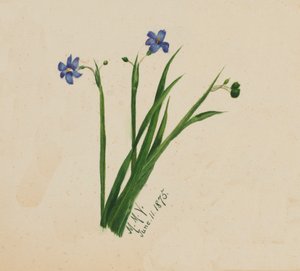 Ohne Titel, 1875 von Mary Vaux Walcott