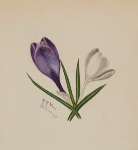 Unbetitelte Krokusse, 1874