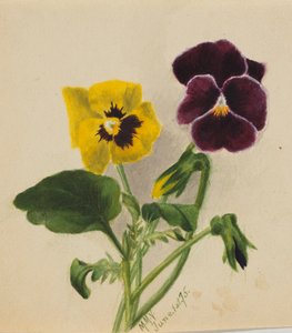 Unbetitelt, Stiefmütterchen, 1875