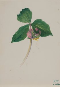 Ohne Titel von Mary Vaux Walcott