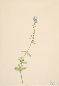 Veronica serpyllifolia, 1911 von Mary Vaux Walcott
