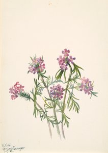 Eisenkraut Verbena wrightii, 1938