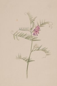 Vicia americana von Mary Vaux Walcott