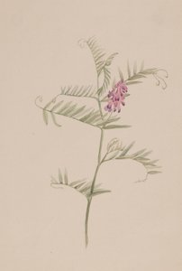 Vicia americana, ca. 1917-1918 von Mary Vaux Walcott