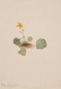 Viola orbiculata, 1911