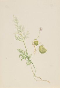 Sumpfveilchen von Mary Vaux Walcott