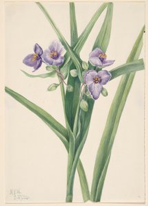 Virginia-Dreimasterblume Tradescantia virginiana, 1920