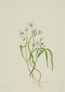 Virginia-Frühlingsschönheit (Claytonia virginica) von Mary Vaux Walcott