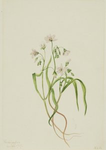 Virginia-Frühlingsschönheit Claytonia virginica, 1919