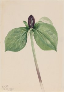 Waldlilie (Trillium sessile) von Mary Vaux Walcott