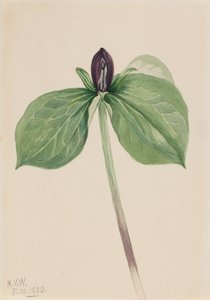 Wake-Robin Trillium sessile, 1920 von Mary Vaux Walcott