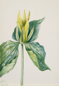 Wake-Robin Trillium underwoodii von Mary Vaux Walcott