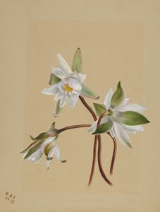 Seerosen Castalia odorata, 1879