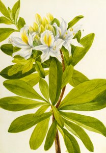 Westliche Azalee (Rhododendron occidentale), n.d.