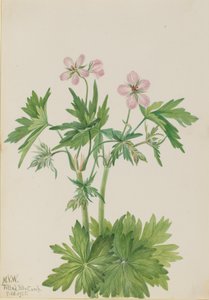 Westlicher Storchschnabel (Geranium viscosissimum) von Mary Vaux Walcott