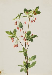 Westliche Menziesia (Menziesia glabella)