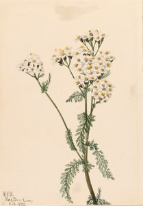 Westliche Schafgarbe Achillea lanulosa von Mary Vaux Walcott