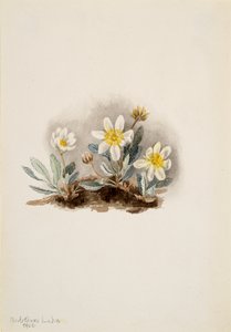 Weiße Dryade Dryas octopetala, 1902