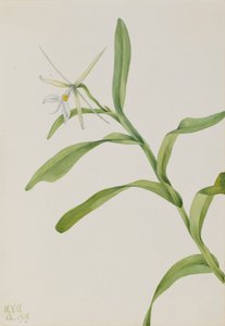 Weißes Epidendrum Epidendrum nocturnum von Mary Vaux Walcott