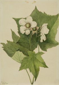 Weiße Blühende Himbeere (Rubus parviflorus)