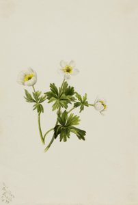 Weiße Trollblume (Trollius albiflorus)