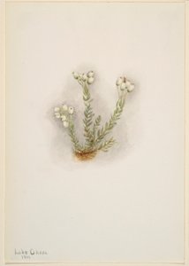 Weiße Heide (Phyllodoce grandiflora)