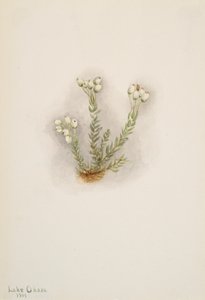 Weiße Heidekraut Phyllodoce grandiflora, 1901