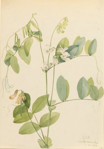 Weiße Erbse Lathyrus ochroleucus, 1920