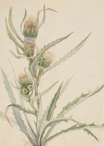 Weiße Distel Cirsium hookeranum, n.d. von Mary Vaux Walcott