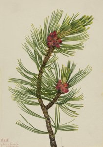 Weißrindenkiefer (Pinus albicaulis)